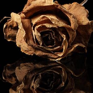 FD Jackson - NOT ANOTHER LOVE SONG (Explicit)