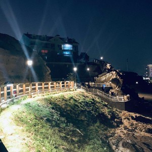 小醋菊