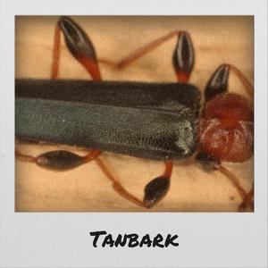 Tanbark