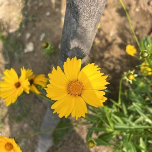 何事秋风悲画扇