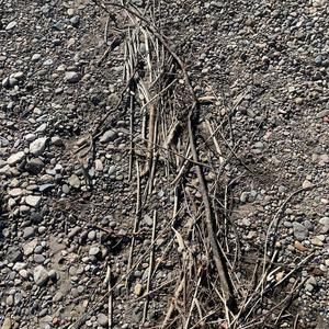 STICKS-STICKS-STICKS