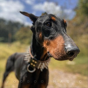 Dobermann (Explicit)