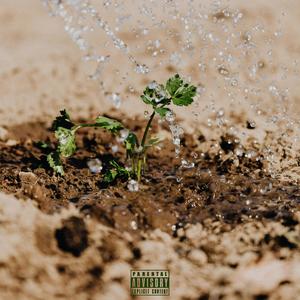 Growth Phase (Explicit)