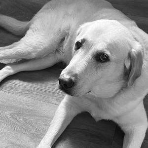 ikea bear djungelskog (with Senseless Optimism & Tucker Resch)