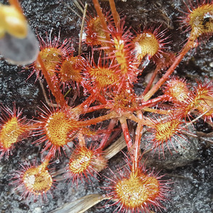 supple.sofa.trackers