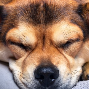 Sniffing to the Rhythm
