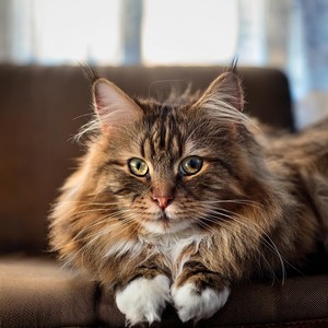 Armonía Estructurada De Mascotas