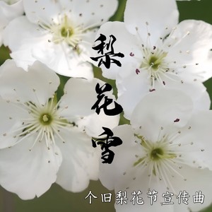 梨花雪 - 个旧梨花节宣传曲