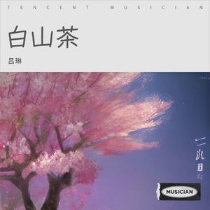 白山茶