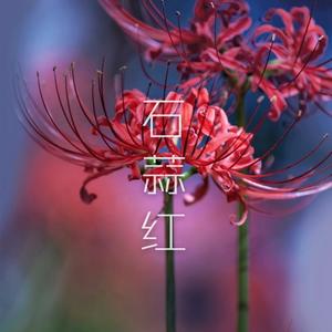 石蒜红 (Demo)