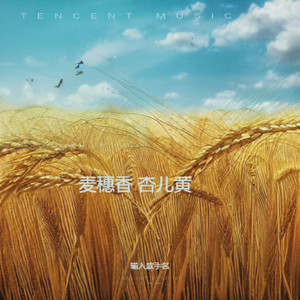 麦穗香杏儿黄 (伴奏)