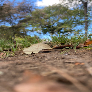 su verdadera forma extasis