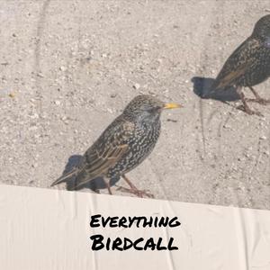 Everything Birdcall
