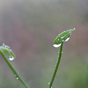 Morning Dew