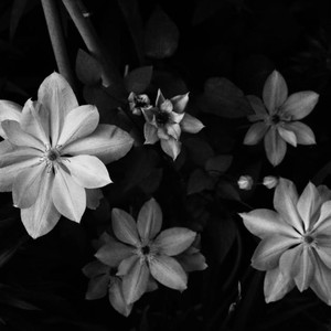 青山绿野 (古筝版)