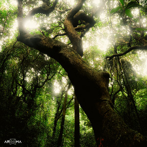 Positivity (Live from Sainj Valley, Himachal)