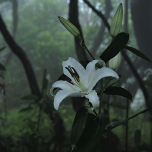 xHeno - Need Somebody (Explicit)