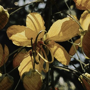 วอนฤทัยหวนคืน