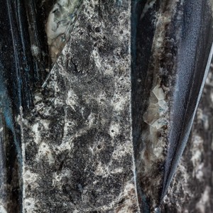 Hyphae