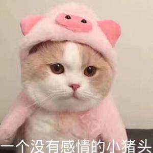 一只没感情的猪头