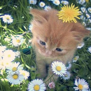 WHEN THE SUMMER COMES