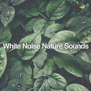 White Noise Nature Sounds for Sleep, Meditation, and Relaxation