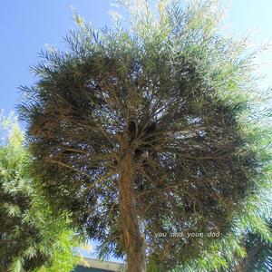 You and your dad (Instrumental)