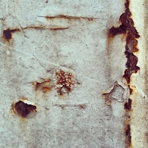 Orvalho Sobre as Orelhas no Gramado