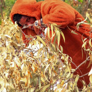 Jungle remake (feat. Electro Cee X Lil tee) (Explicit)