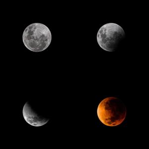 Rap Vulture (Explicit)