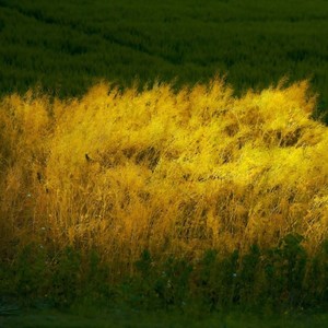 抚颜. - 芒种 (小提琴尾奏版)