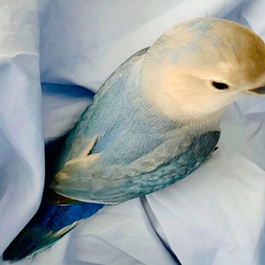 郭源潮 (吉他版)