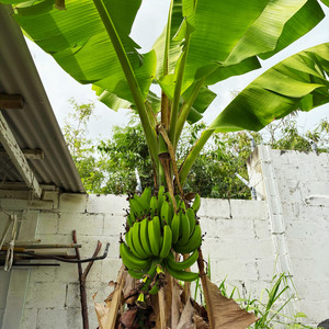 Banana Tree