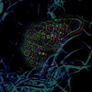 Single Cell Organism (Instrumental)