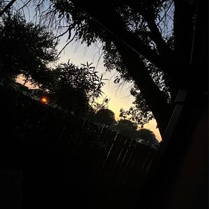 Pussy Howling (feat. mang0) (Explicit)