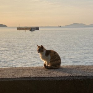 朝焼けと猫