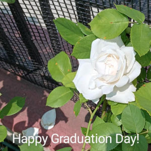 Happy Graduation Day!