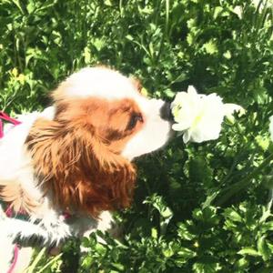 Golden (feat. Ryan David)