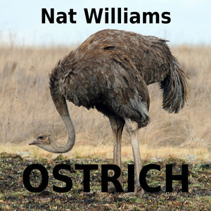 Ostrich