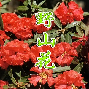 笑笑 - 野山花 (伴奏)