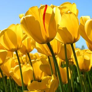 红色羽毛 - MH音悦推荐榜. - [DJ歌曲推荐]小蓝背心 - 我怕来者不是你 (DJ版)