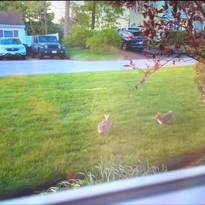 Evil Girl (Explicit)