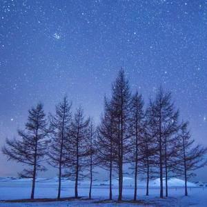 纯筝《樱花草》