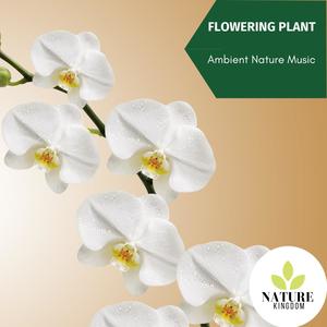 Flowering Plant - Ambient Nature Music