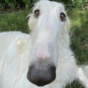 Borzoi (Explicit)