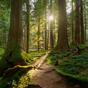 Camino Hacia Los Sonidos Tranquilos