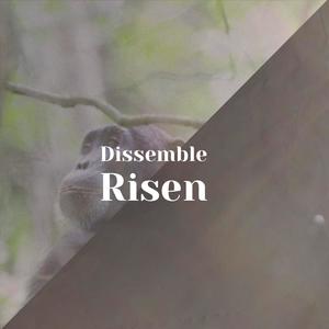 Dissemble Risen