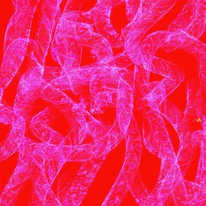 Shine Shine Bobo (Explicit)