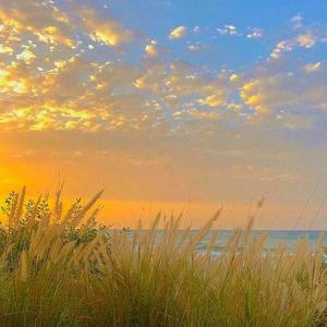 Sunshine Shore