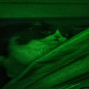 VENIN FREESTYLE (Explicit)